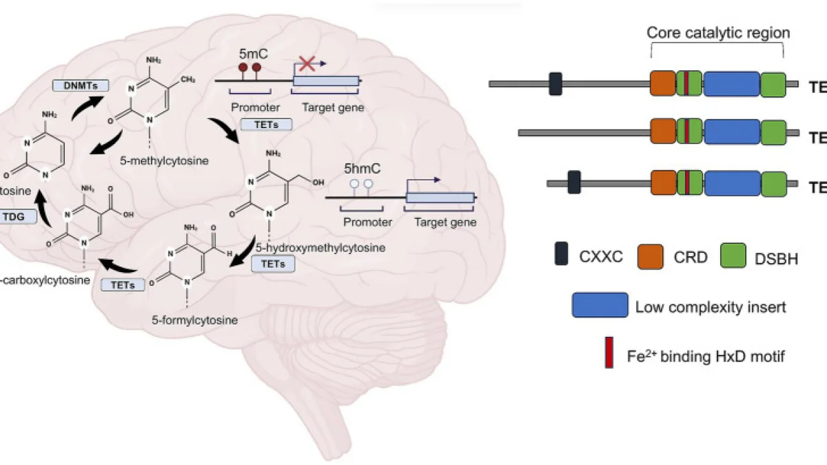 DNA hydroxymethylation-mediated epigenetic modifications in alcohol use disorder